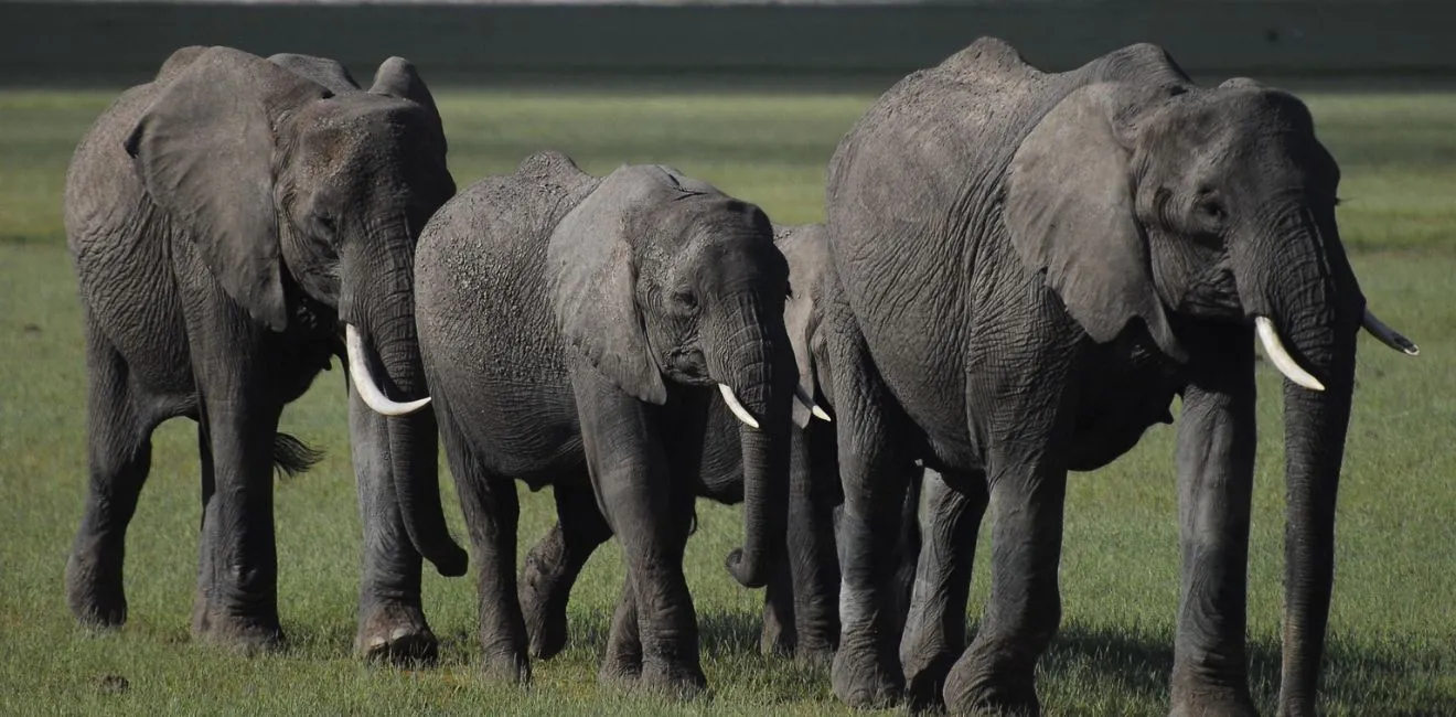 3 Days Amboseli Safari – Explore Elephants & Kilimanjaro