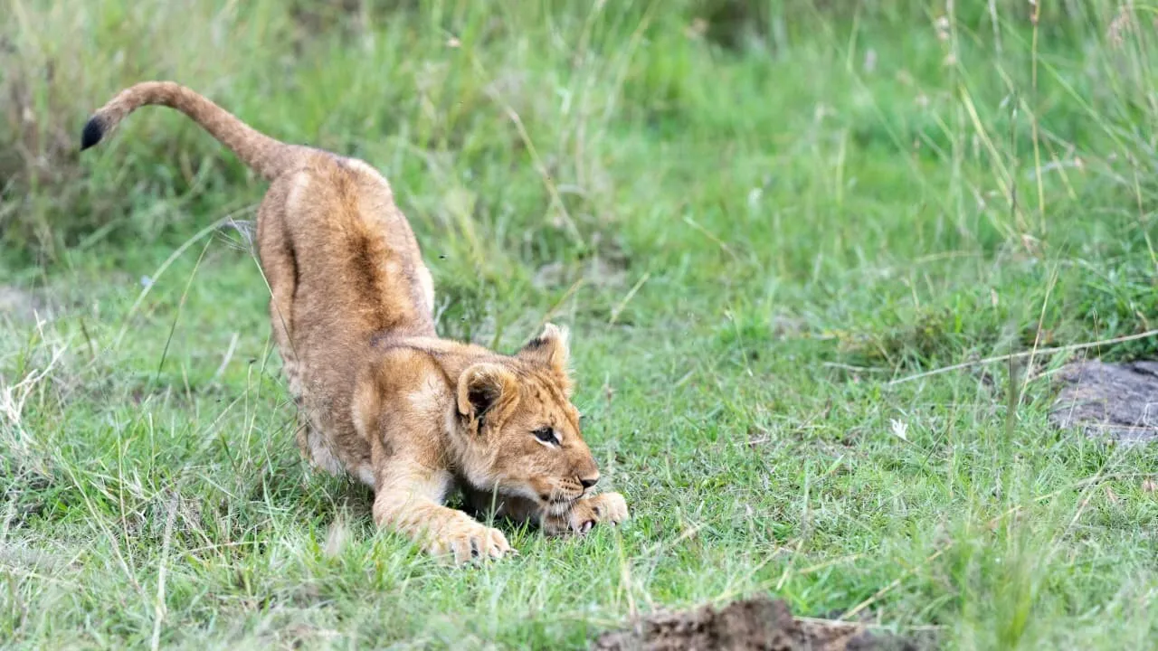 Three Day Maasai Mara Group Safari