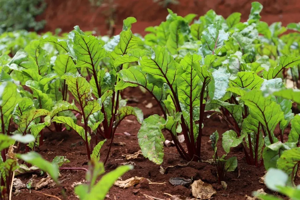Practical Composting Workshop
