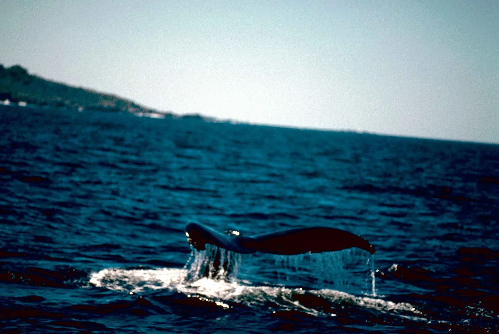 Private Humpback Whale Watching from Watamu