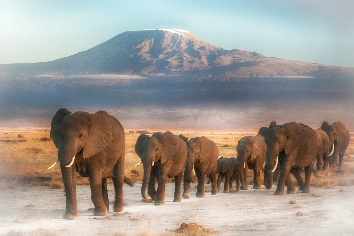 Safari & Sand: Kenya + Zanzibar — 9 Days