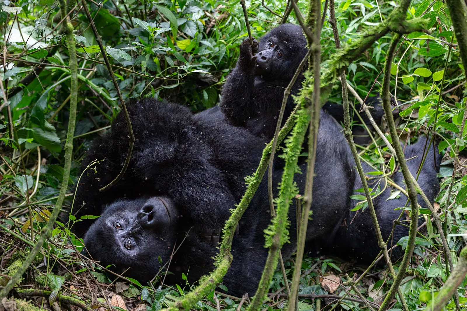 The Gorilla Trail: Rwanda + Uganda — 9 Days