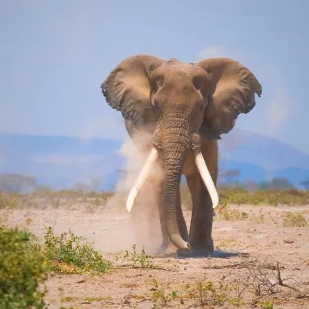 Four Day Budget Amboseli Safari