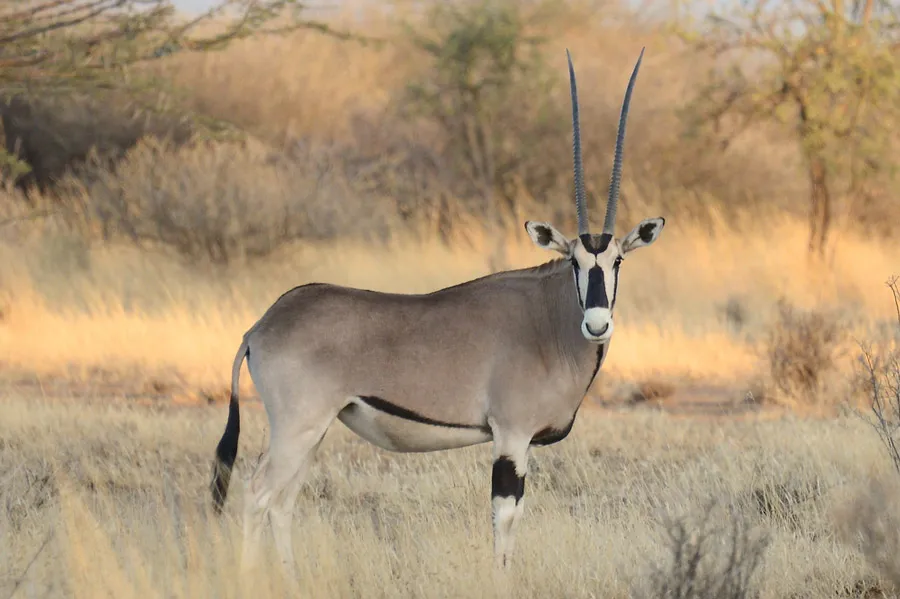 Seven Day Awash Wildlife and Hot Springs Safari