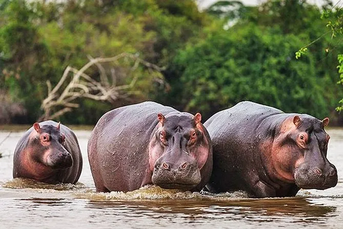 Five Day Akagera Safari and Boat Cruise