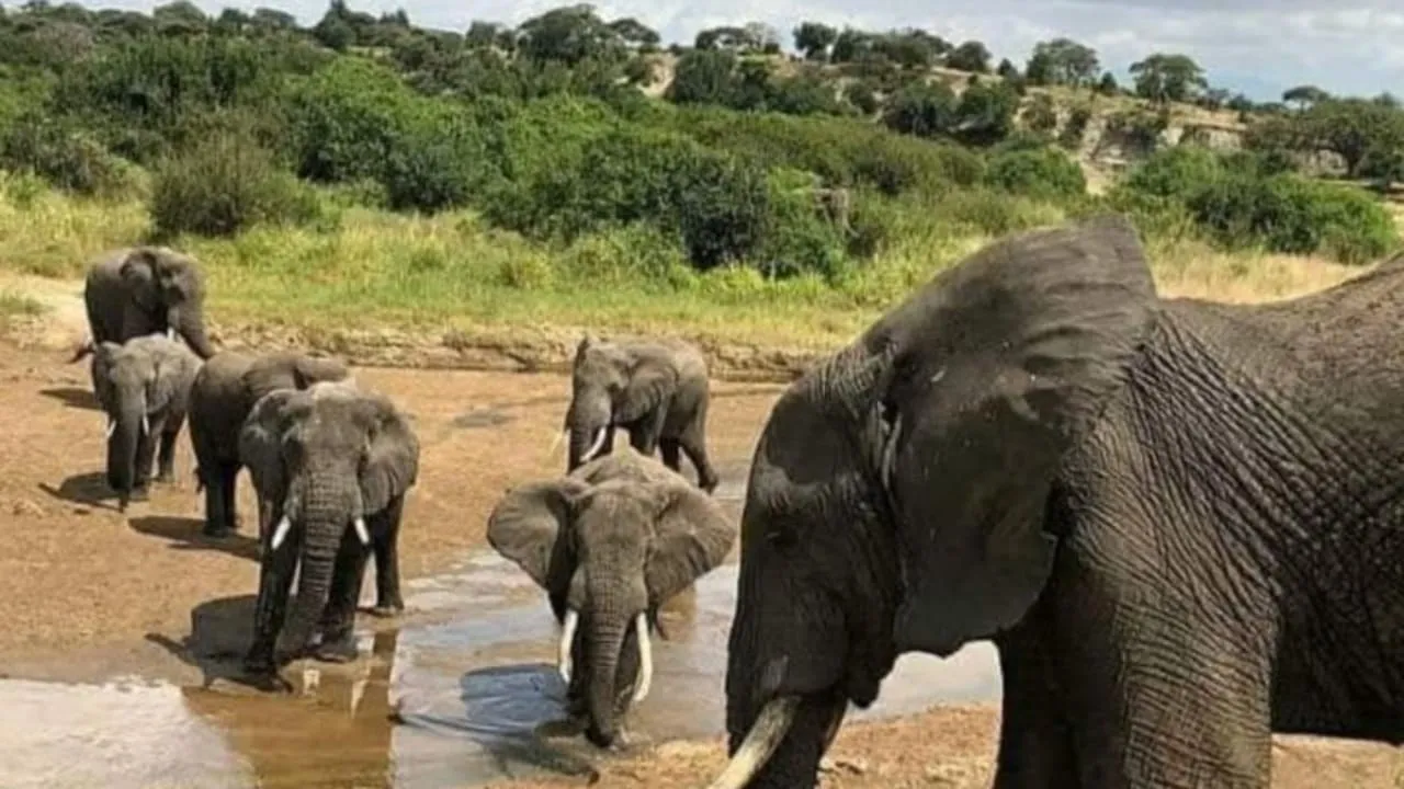 2 Days lake Manyara and Ngorongoro Crater safari