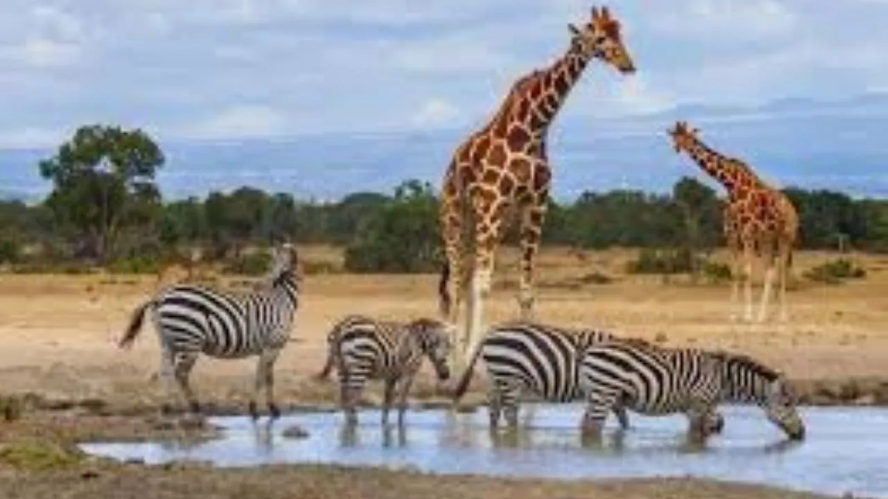 From Mombasa:5 Days Tsavo East,West and Salt Lick Lodge safari