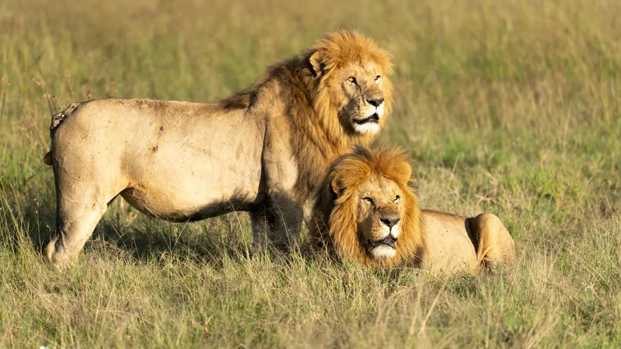 3 Days, 2 Nights PRIVATE LODGE safari to Maasai Mara