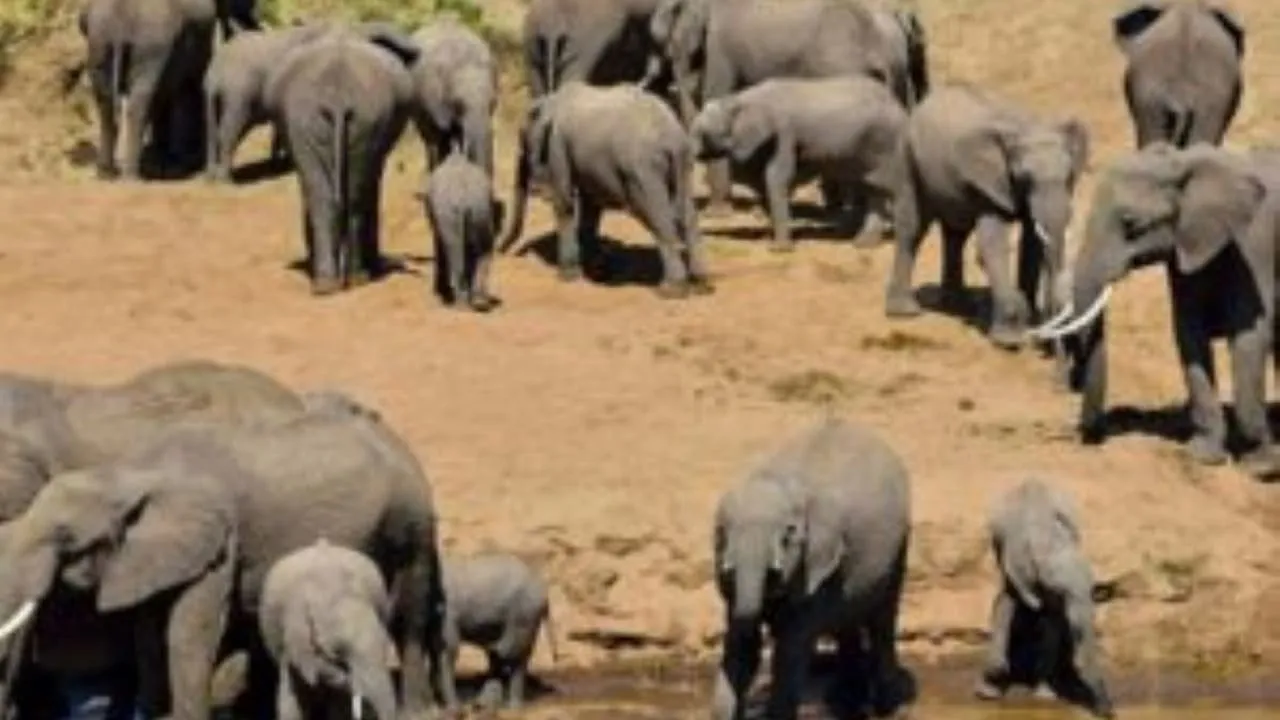 4 Days, 3 Nights Safari To Lake Manyara, Ngorongoro Crater And Serengeti National Park using a 4WD JEEP