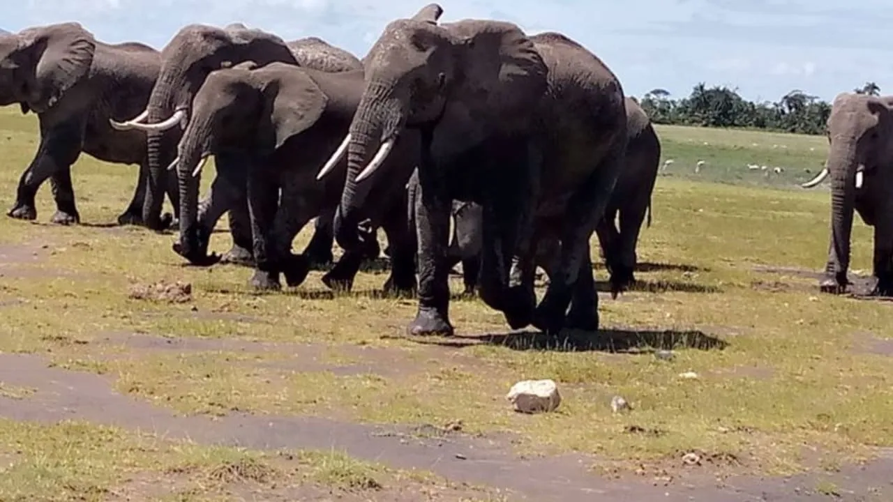 14 Days 13 Nights Kenya Safari Package With Beach Relaxation