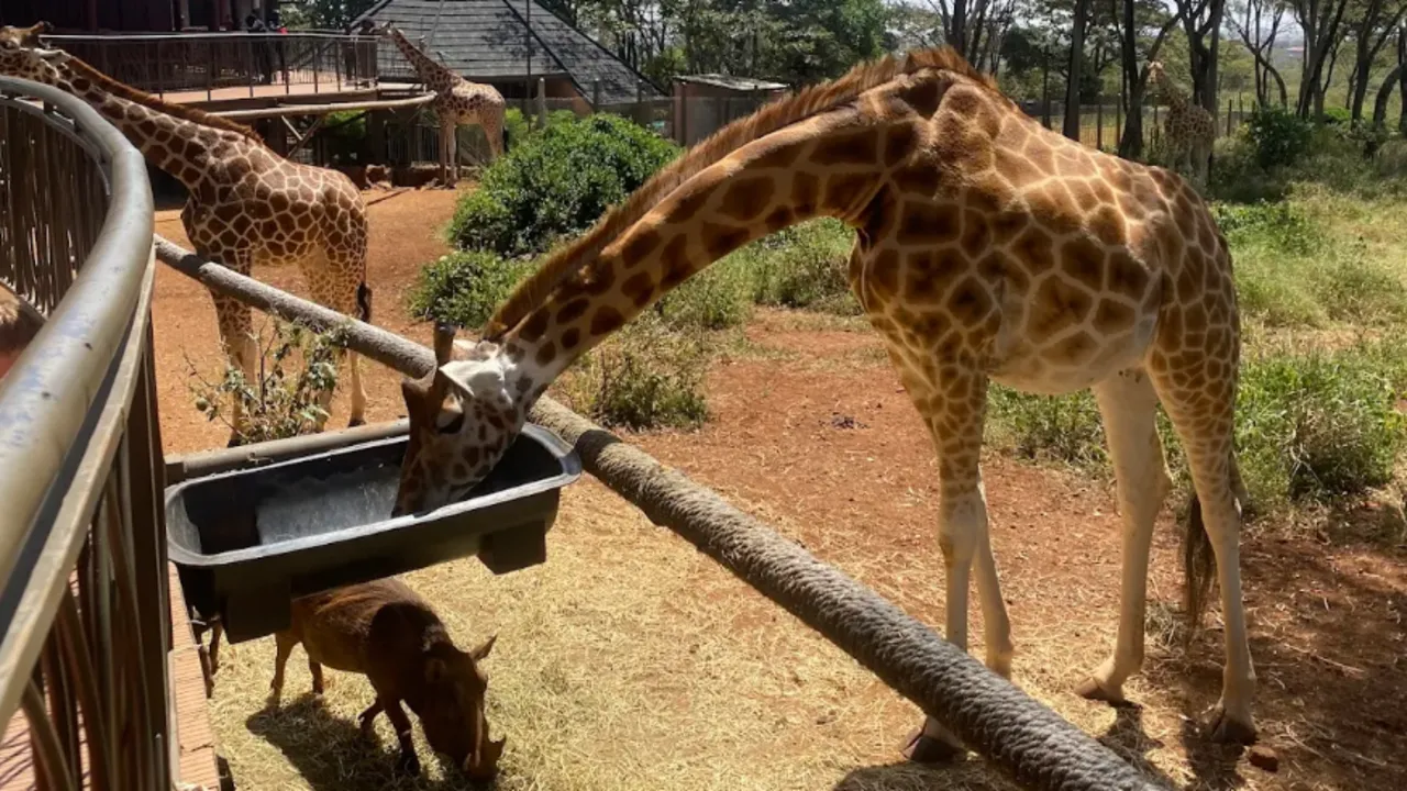 Day tour to Giraffe Center, Elephant Trust and Nairobi Safari Walk