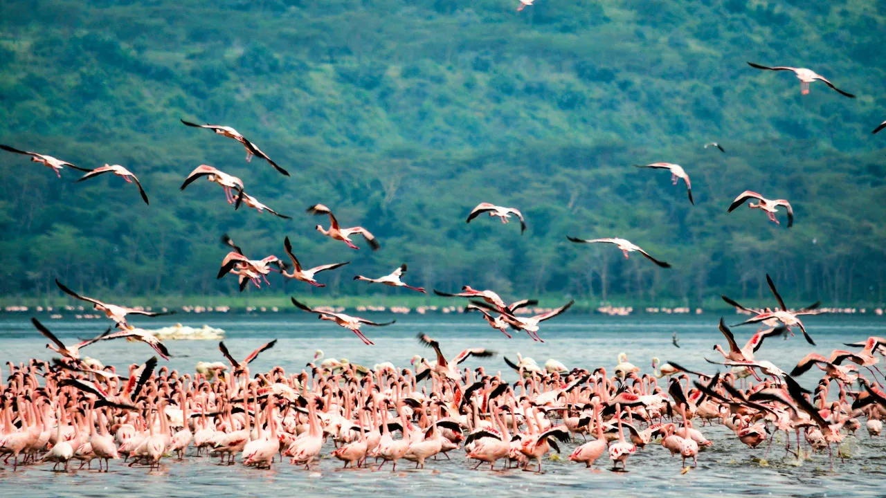 Day Tour To Lake Naivasha, Crescent Island And Hell’s Gate National Park