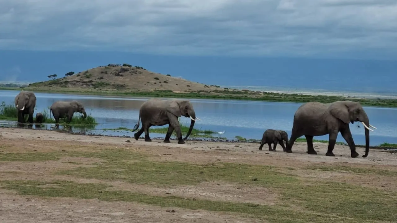 The Great Migration 7 Days