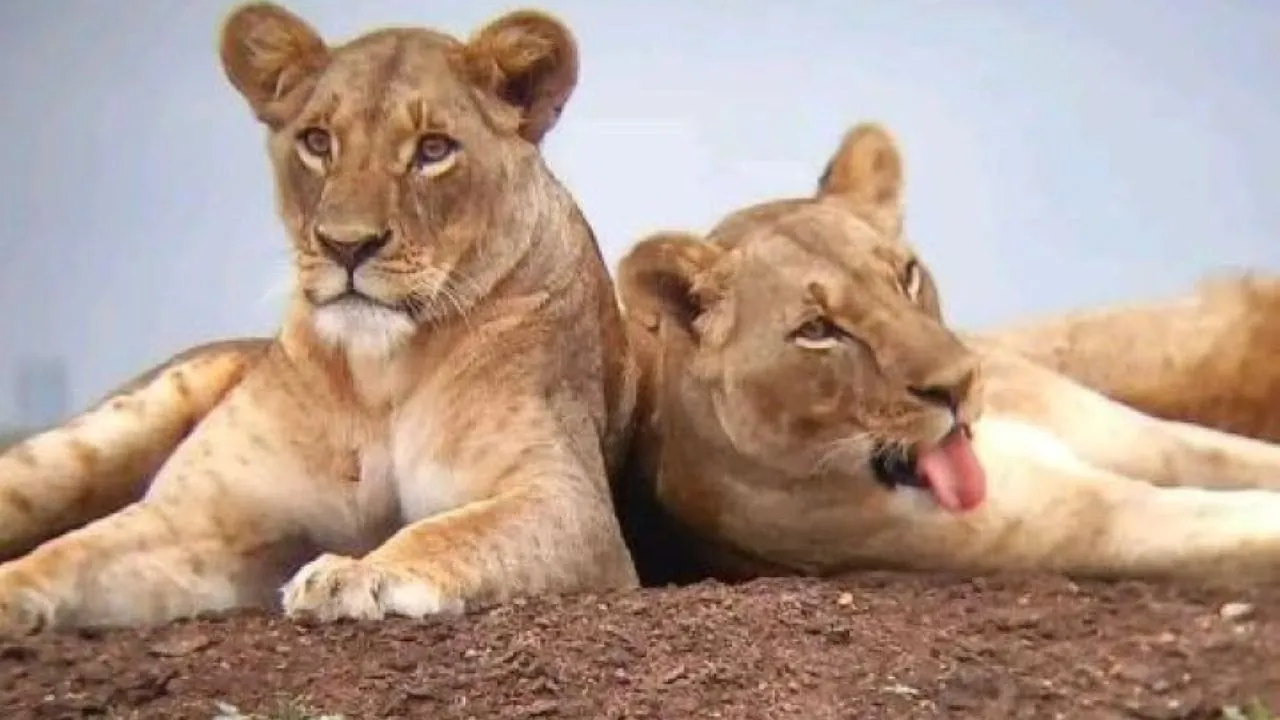 6 Days 5 Nights Budget Group Safari To Masai Mara,Lake Nakuru And Amboseli Parks.
