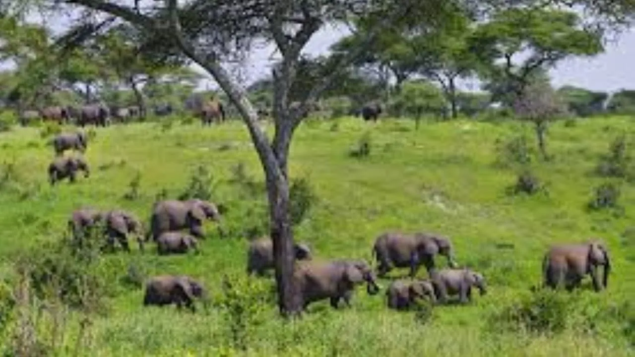 Full-Day Private Tour of Tsavo East National Park from Mombasa or Diani