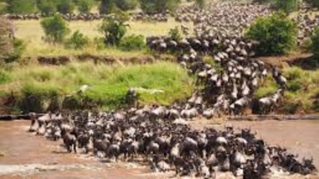 3 Days, 2 Nights Private Safari to Maasai Mara Safari | 4×4 Land Cruiser Jeep