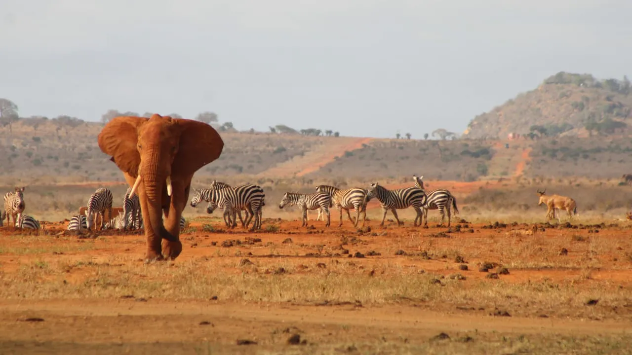 Overnight safari to Tsavo East from Malindi