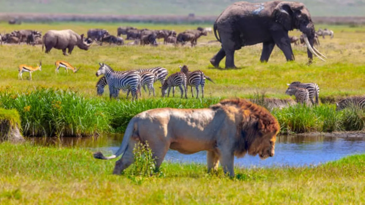 Day Tour To Ol Pejeta Conservancy From Nairobi