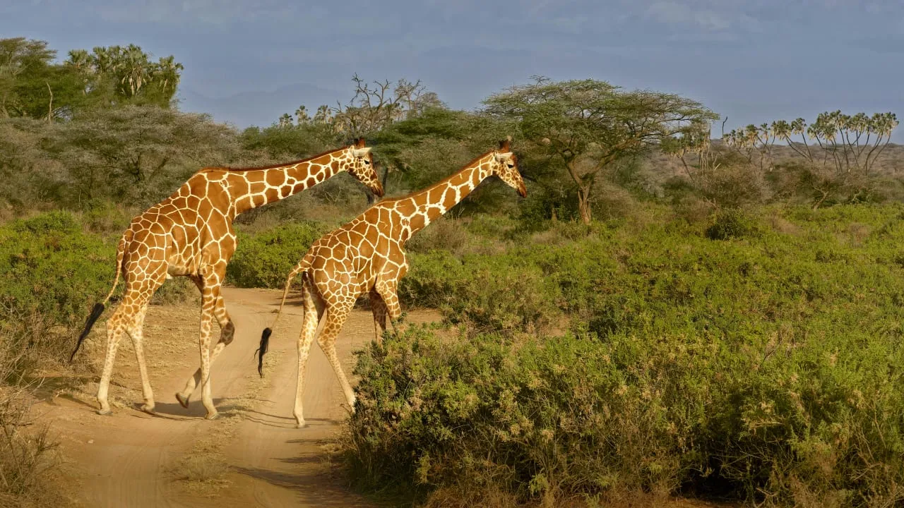 Day Tour To Giraffe Center, Elephant Project And Lunch At Carnivore