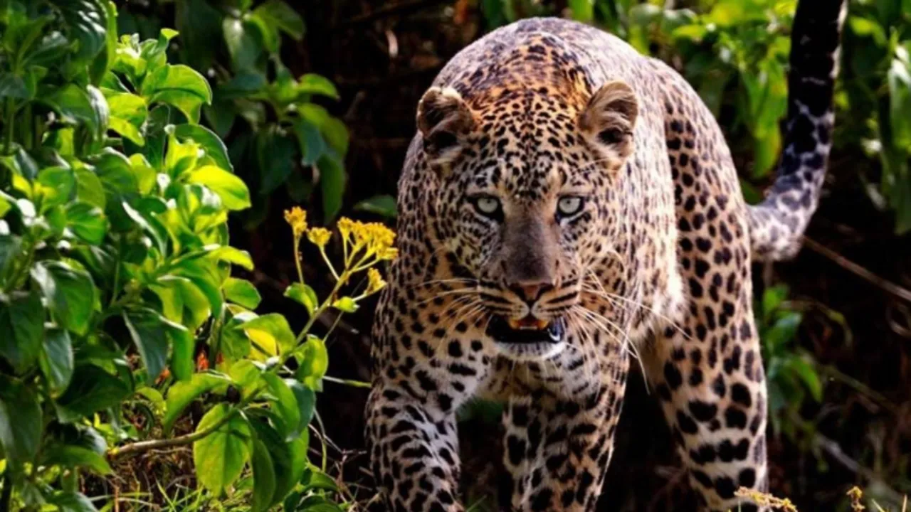 7 Days, 6 Nights Small Group Safari with Upgraded Accommodation to Masai Mara, Lake Nakuru, Lake Naivasha /Hell’s gate and Amboseli National Parks.