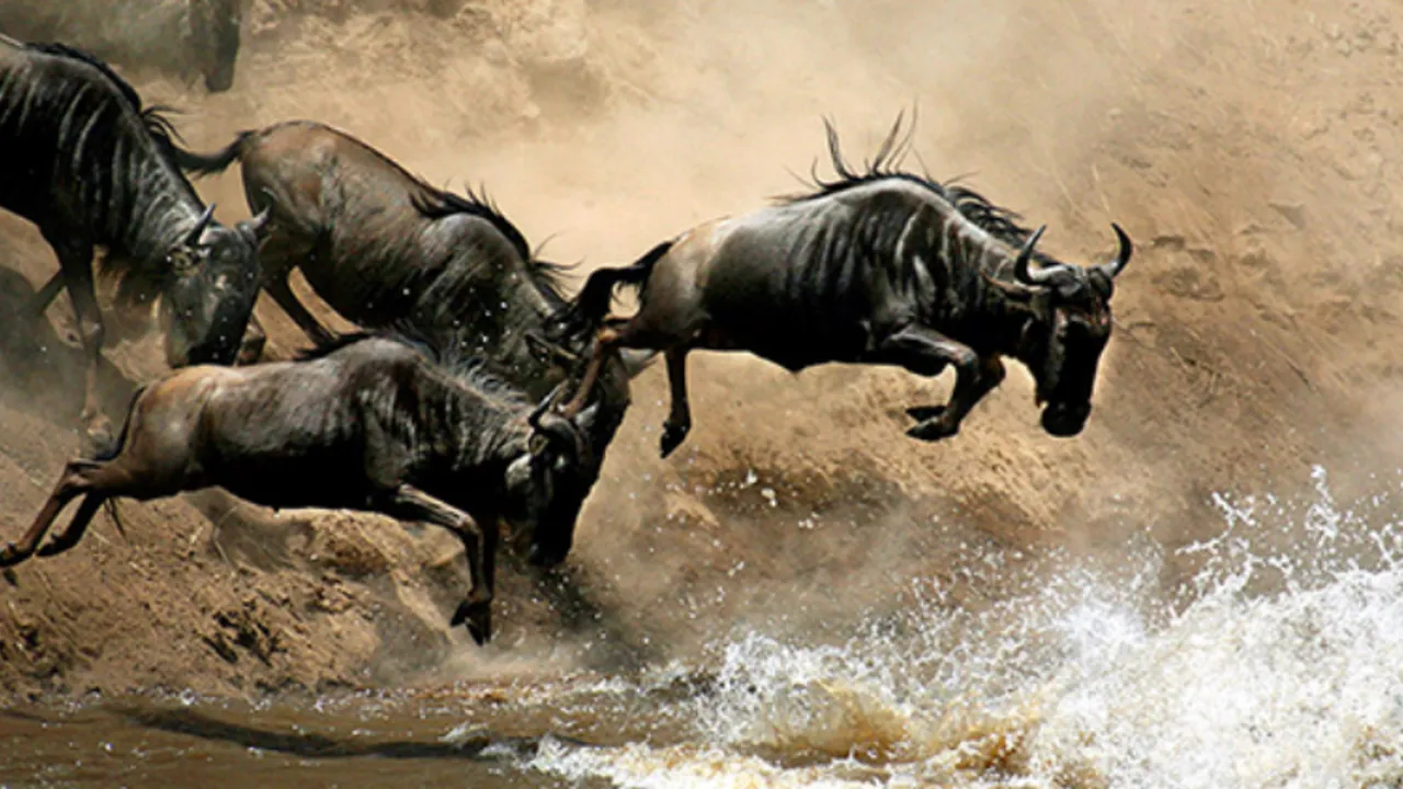 3 days, 2 nights Group Joining Safari to Maasai Mara from Nairobi in a 4 X 4 Land Cruiser