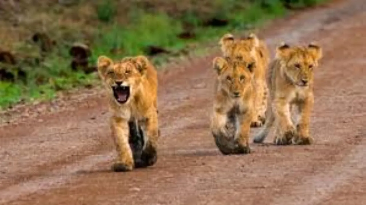 Half day Morning/afternoon tour to Nairobi National park