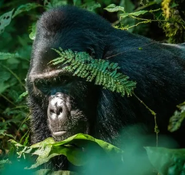 3-Day Fly-In Gorilla Trekking Escape