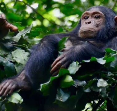Kibale Chimpanzee Trek & Bigodi Swamp Walk