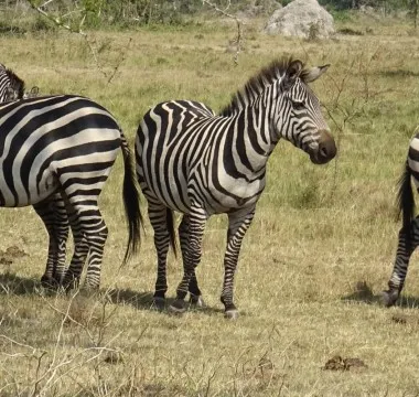 Lake Mburo Walking Safari & Equator Stop