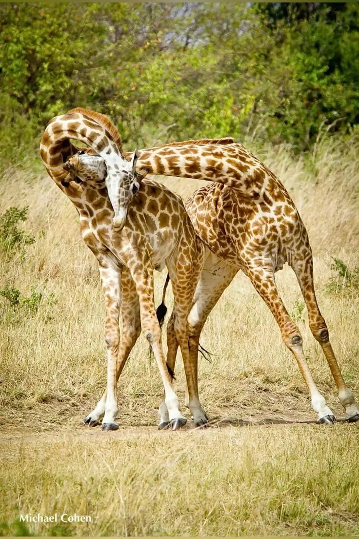 3-Day Fly-In Migration Safari from Zanzibar