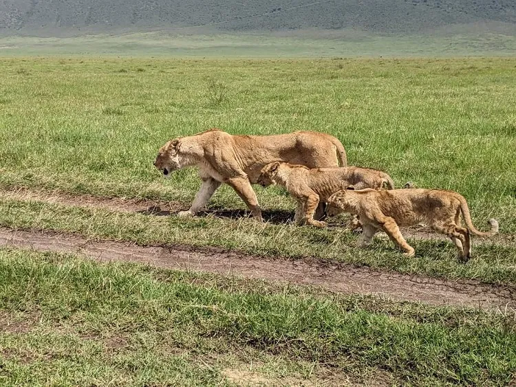 The Majestic Ngorongoro Crater 1-day trip | day tour safari