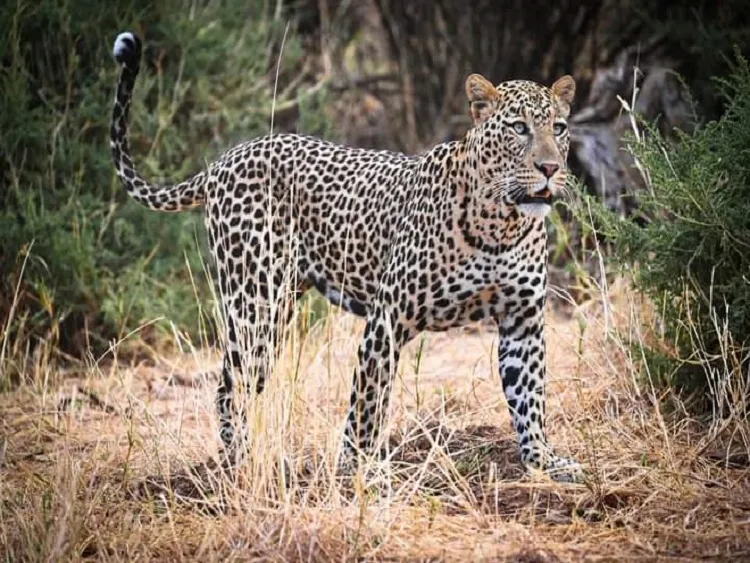 Best 3-day Tanzania safari tour package