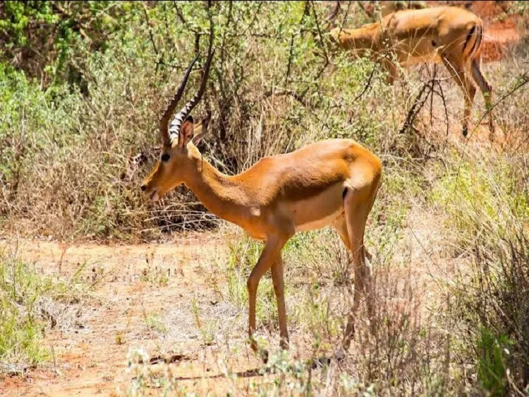 The best 4-day Serengeti safari in Tanzania from Arusha