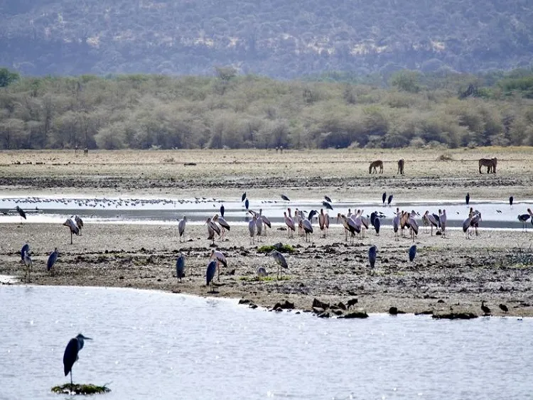Best 1 day trip to Manyara National Park