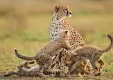Two Days -One night Golden Mikumi Safari Adventure from Zanzibar.