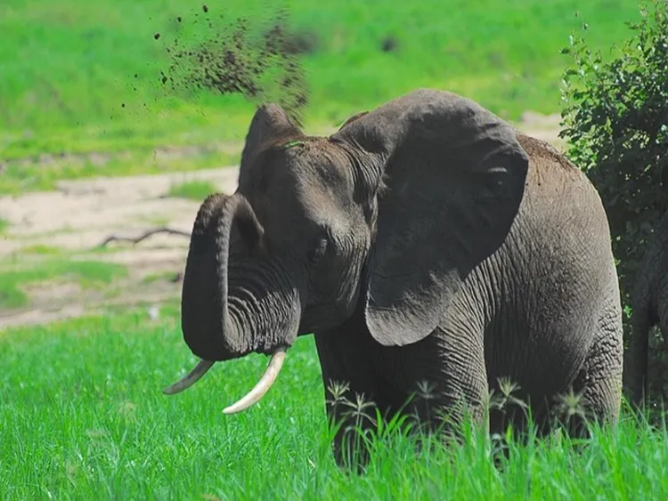 Ultimate Tarangire day trip from Arusha or Moshi 2026 | 2027 | 2028