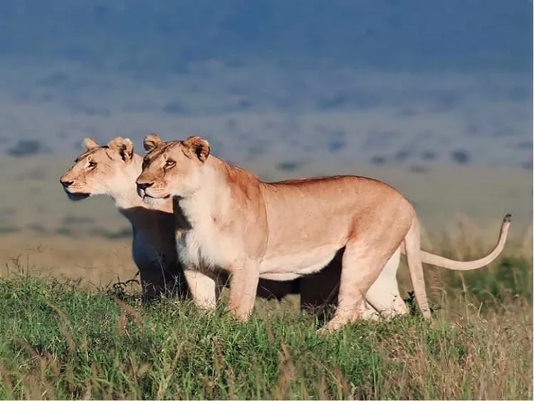 Best 6-Day Tanzania Safari - Tarangire, Serengeti, Ngorongoro & Lake Manyara
