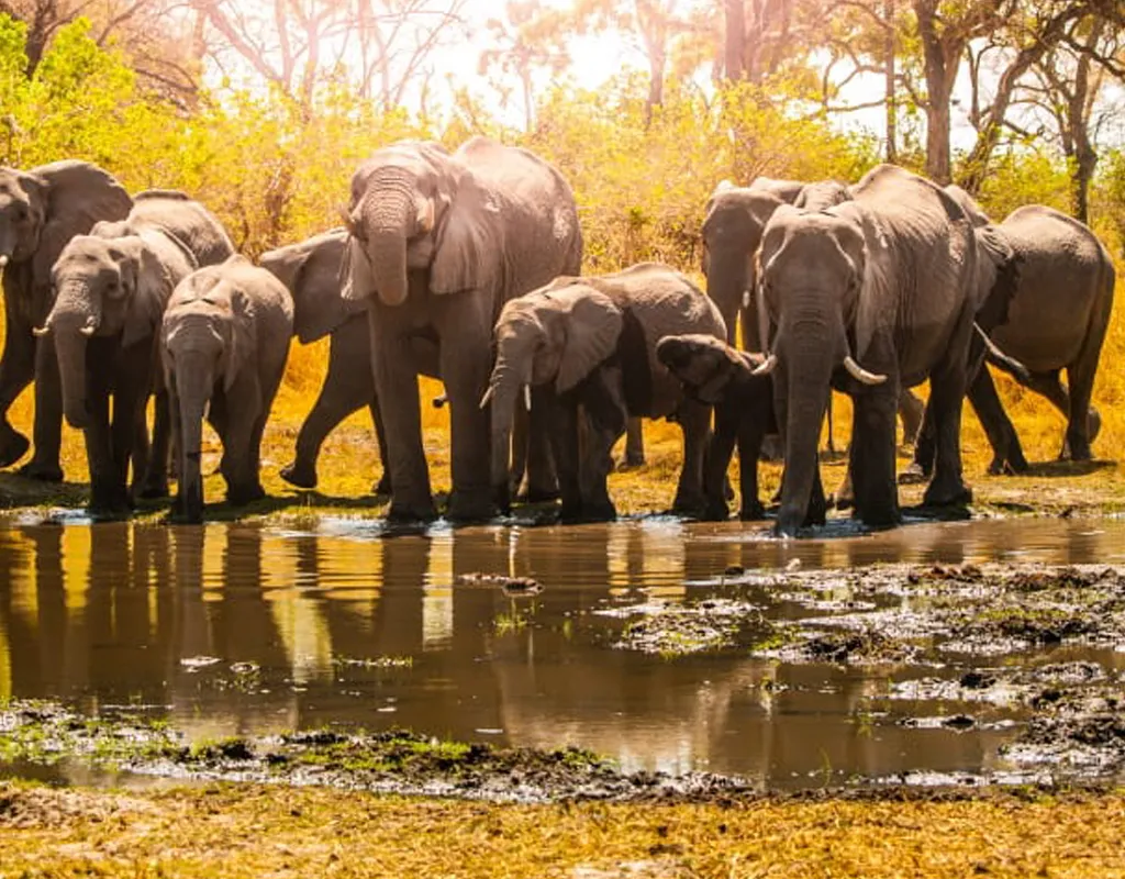 Two-Day Nyerere National Park Safari from Zanzibar