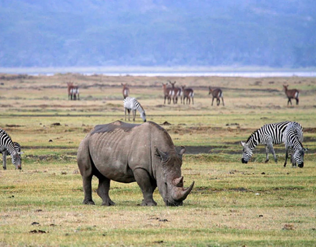 Three-Day Serengeti and Ngorongoro Safari