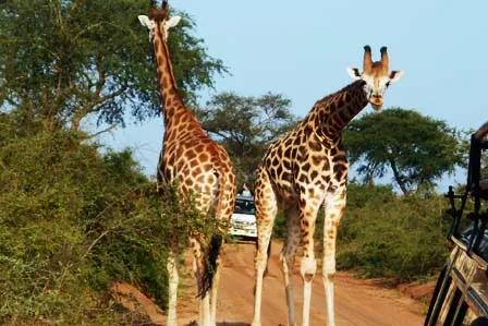 3-Day Murchison Falls Safari, Rhino Tracking & Nile Boat Ride