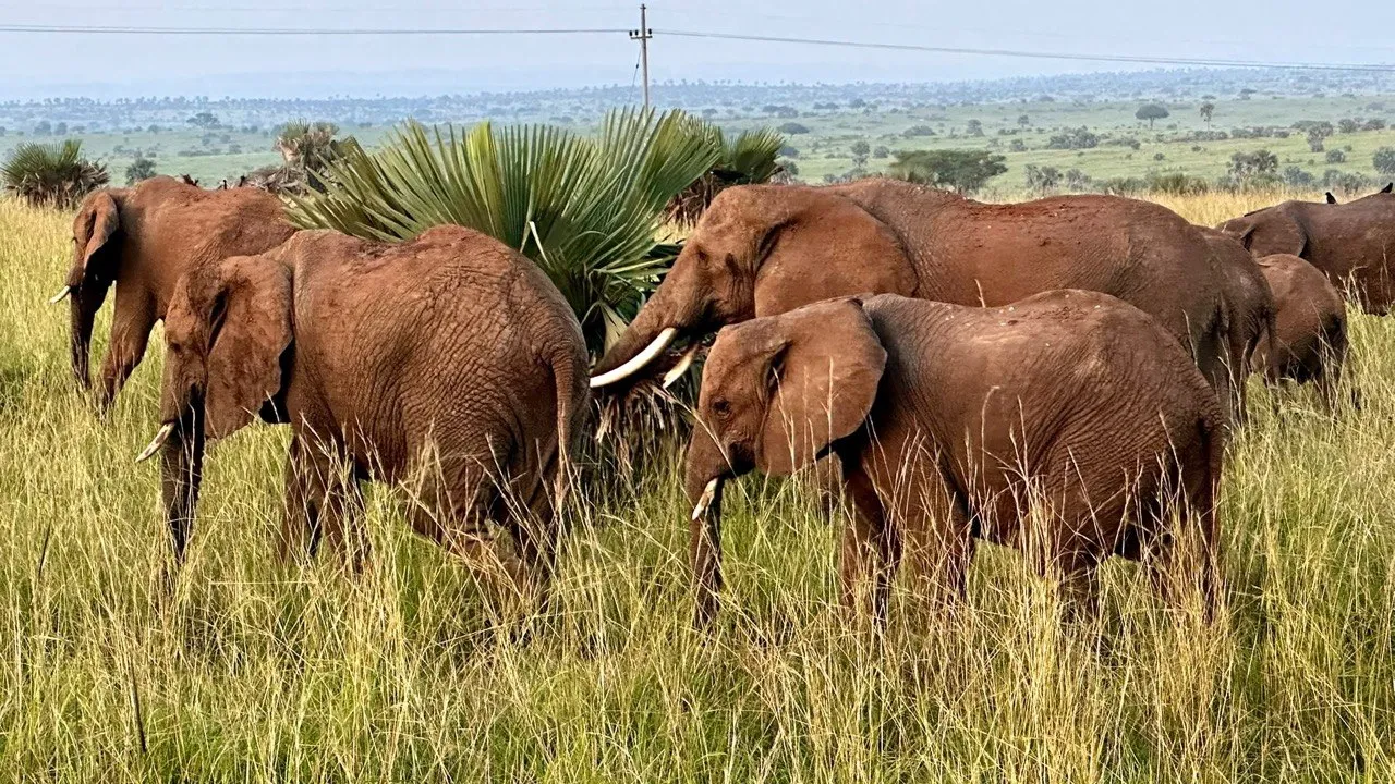 3 Days Kibale Chimps and Queen Elizabeth Tour