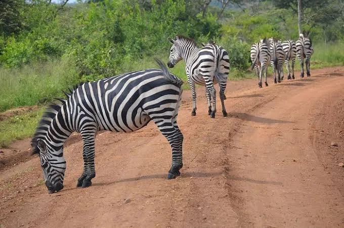 2 Days Lake Mburo Tour