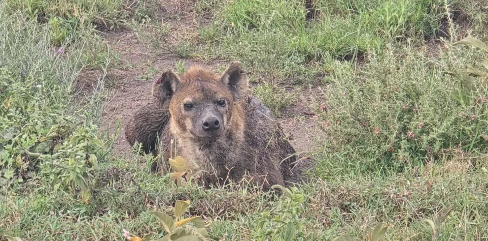 4 Days Tarangire, Serengeti & Ngorongoro Joining Safari