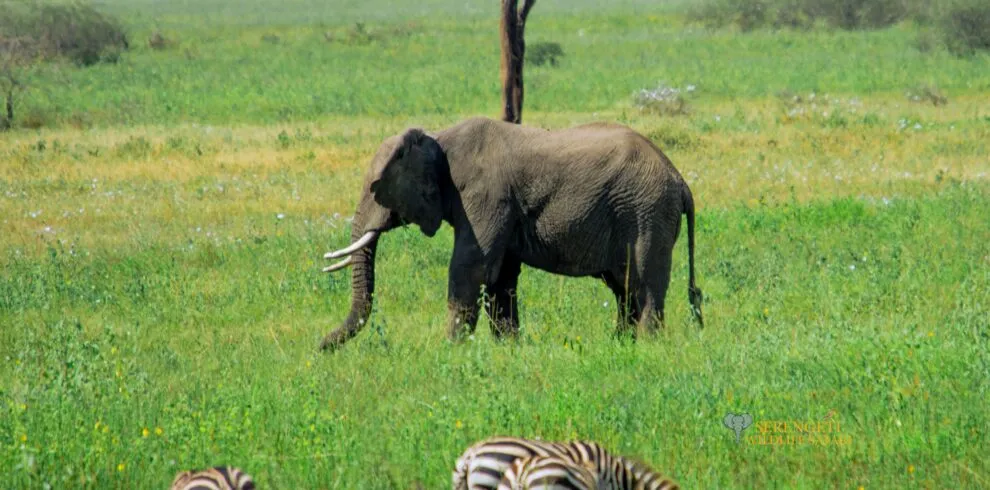 3-Day Central Serengeti Fly-In Safari