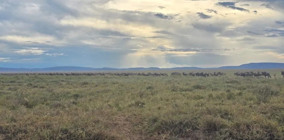 Serengeti and Zanzibar Packages – Great Migration Safari & Island Holiday