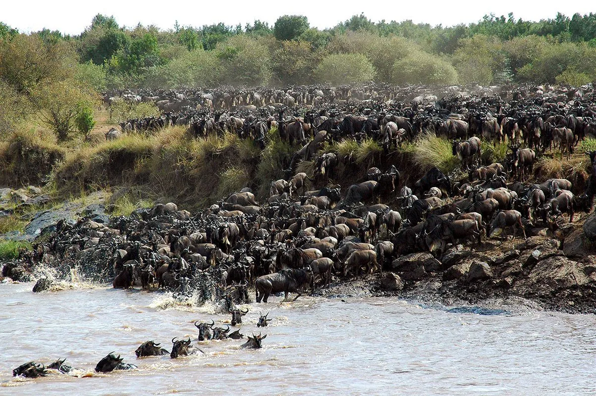6 Day Private Great Migration Mara River Crossing Safari