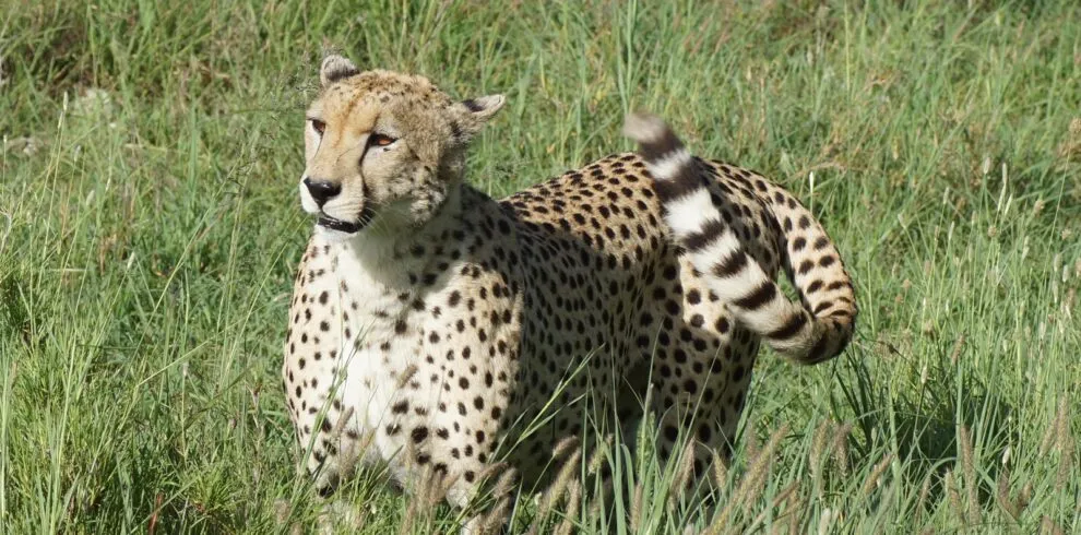 6 days joining group Lake Manyara Serengeti ngorongoro and materuni waterfalls Safari