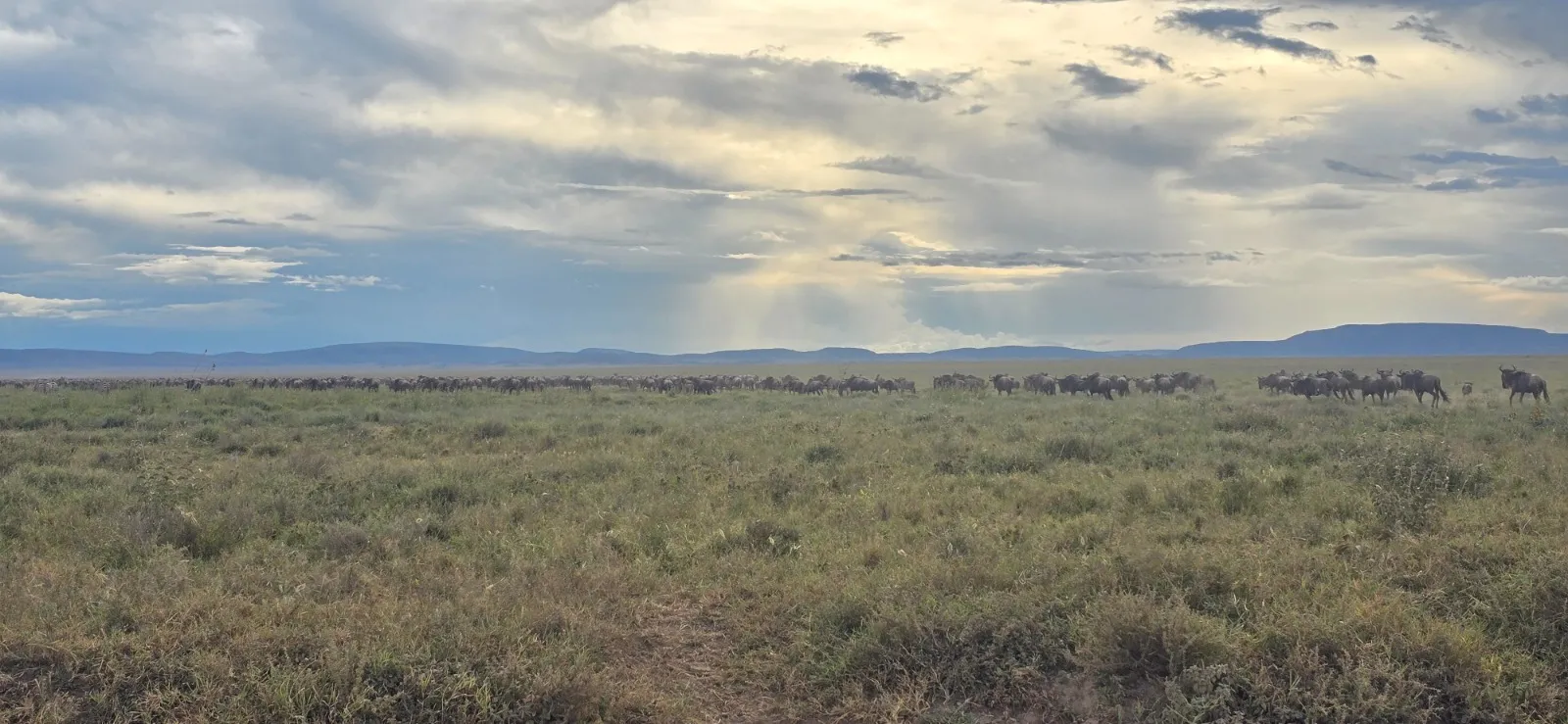 7-Day Affordable Great Migration Safari