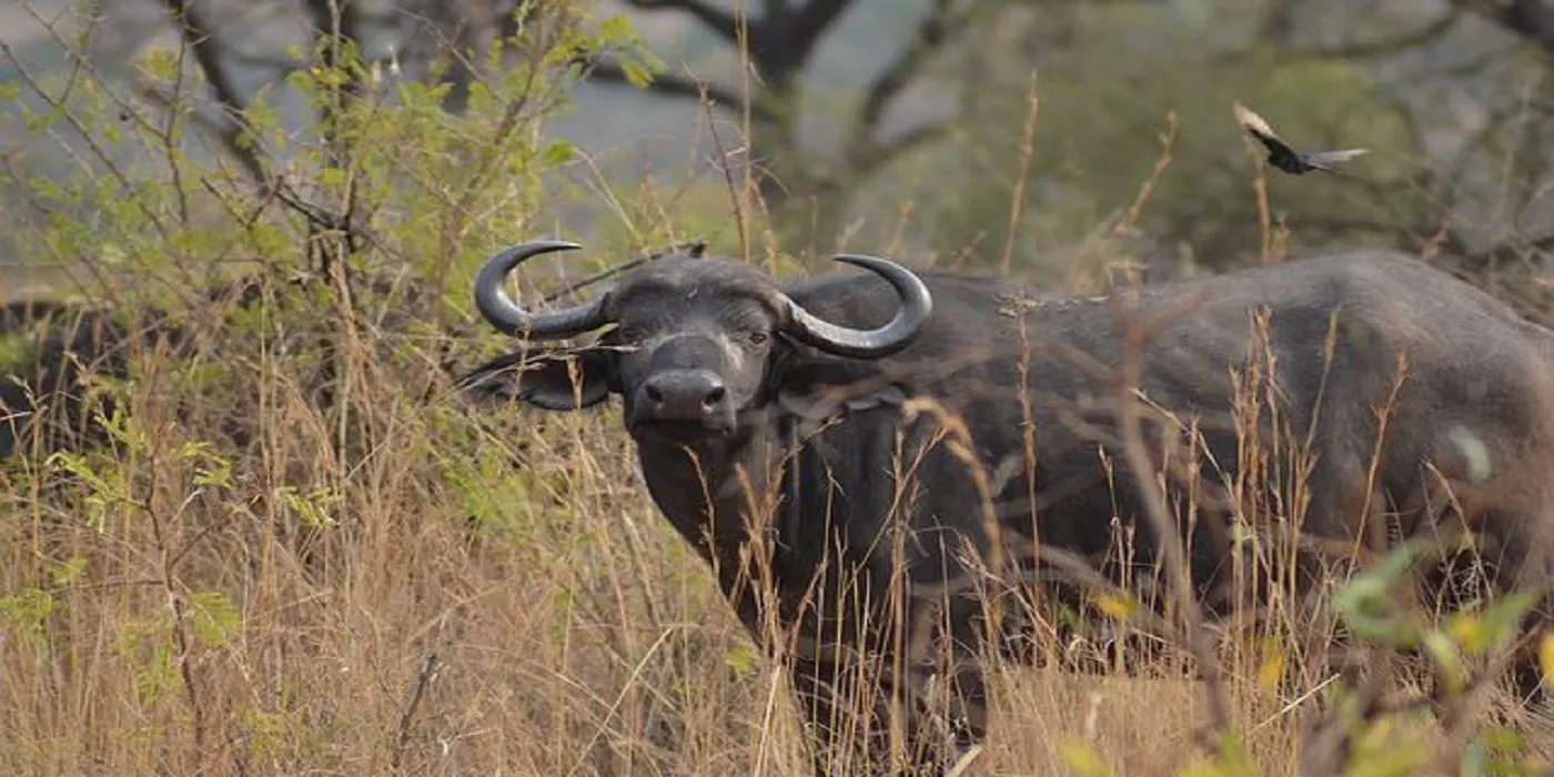1-Day Akagera National Park Safari with Boat Cruise