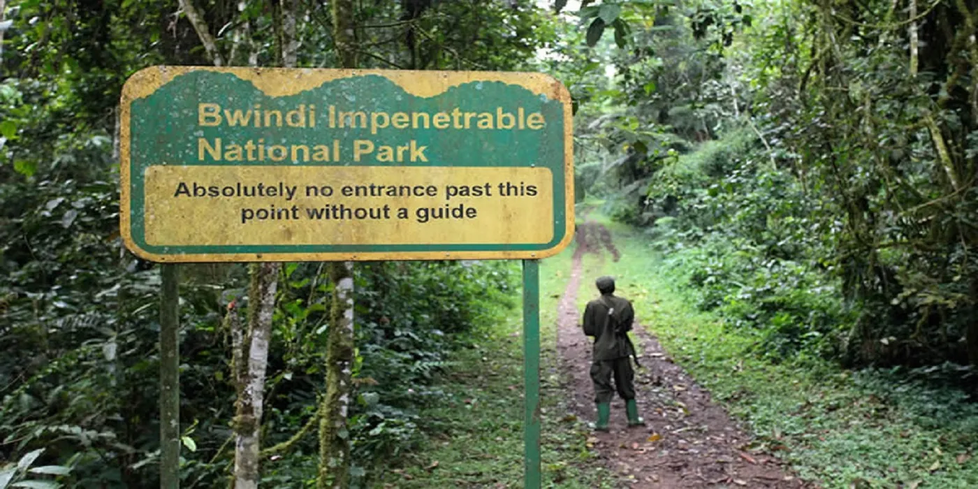 Kigali to Bwindi Gorilla Trekking Tour
